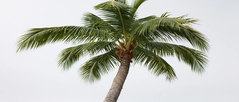 Coconut palm tree with green fronds against a white sky