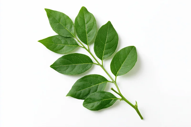 Green leafy stem with paired oval leaves arranged flat on white background