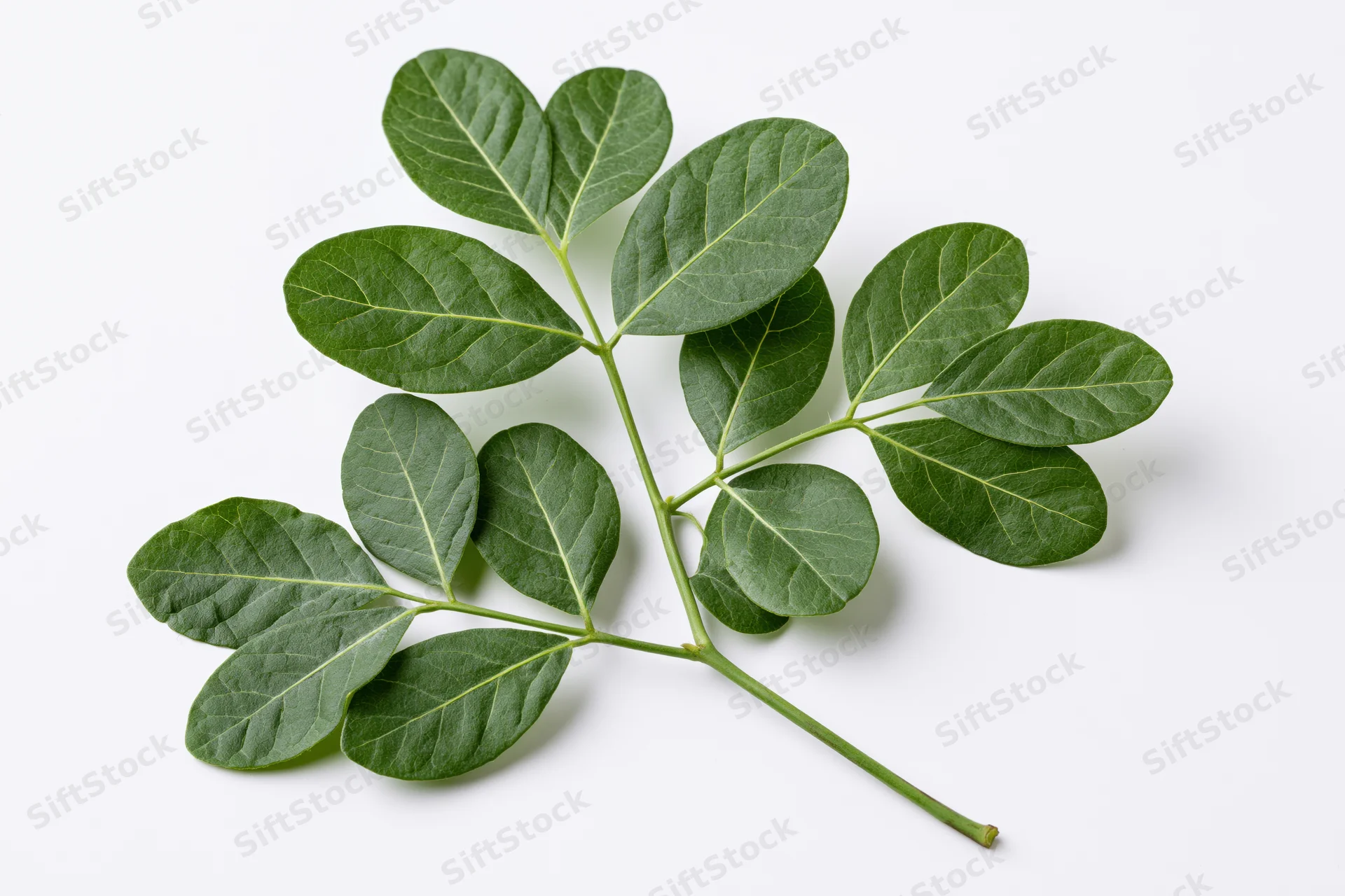 Green leafy stem with paired oval leaves on white background