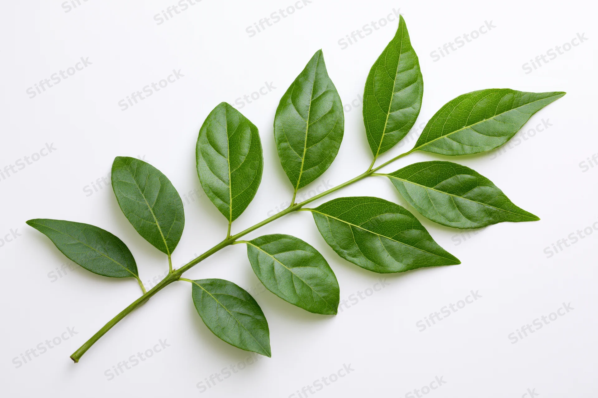 Green leafy stem with paired oval leaves arranged flat on white background