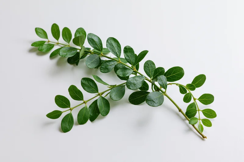Green leafy stem with small oval leaves lying flat on white surface