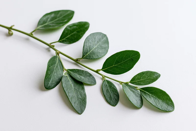 Green leafy stem with small oval leaves lying flat on white surface