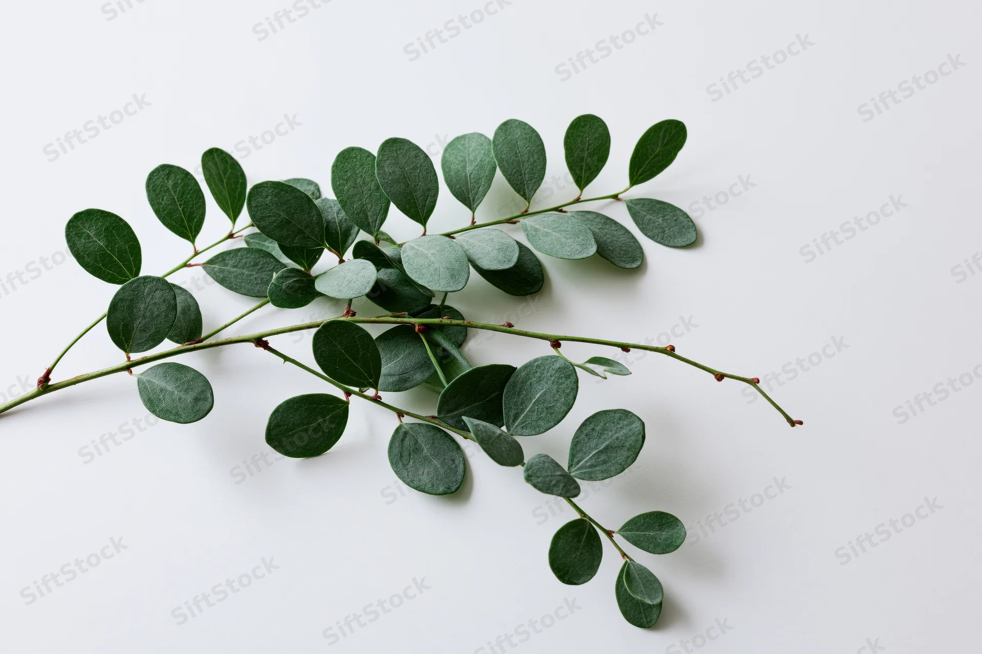 A green leafy stem with small oval leaves placed flat on a white surface