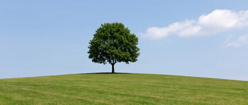 Single mature broadleaf tree standing alone on a grassy hill under a blue sky with scattered clouds