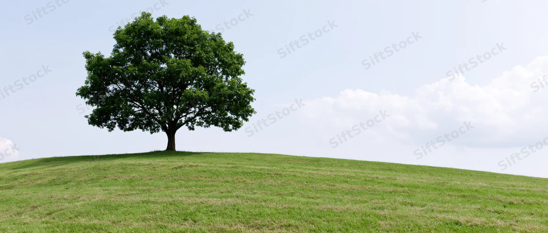 Single mature broadleaf tree standing alone on a grassy hill under a partly cloudy sky