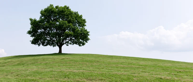 Single mature broadleaf tree standing alone on a grassy hill under a partly cloudy sky