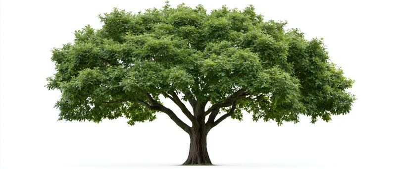 Mature deciduous tree with full rounded canopy isolated on white background