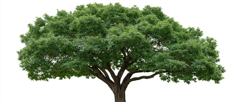 Mature deciduous tree with full rounded canopy isolated on white background