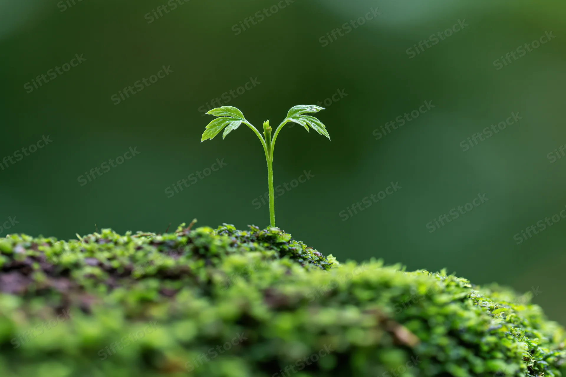 Small seedling with four leaves growing from mossy ground in a forest setting