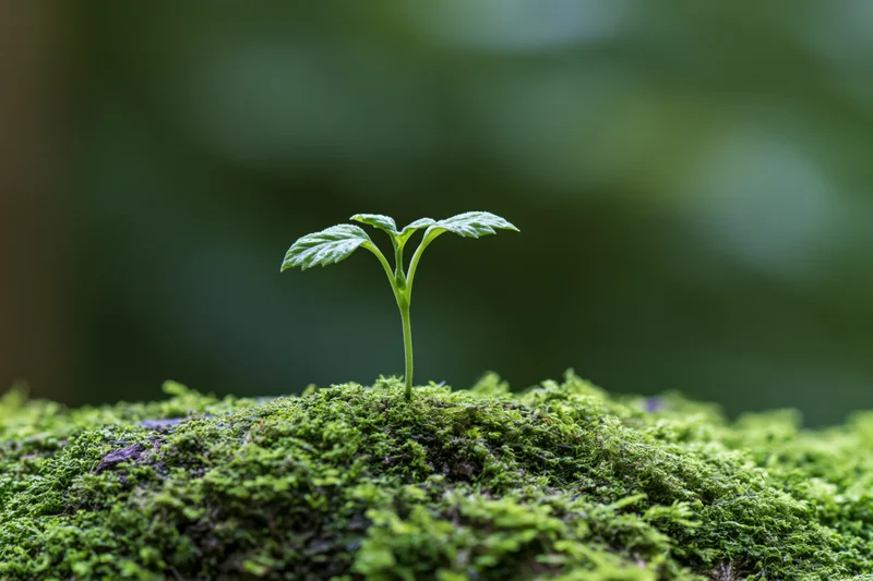 Small seedling with four leaves growing from mossy ground in forest setting