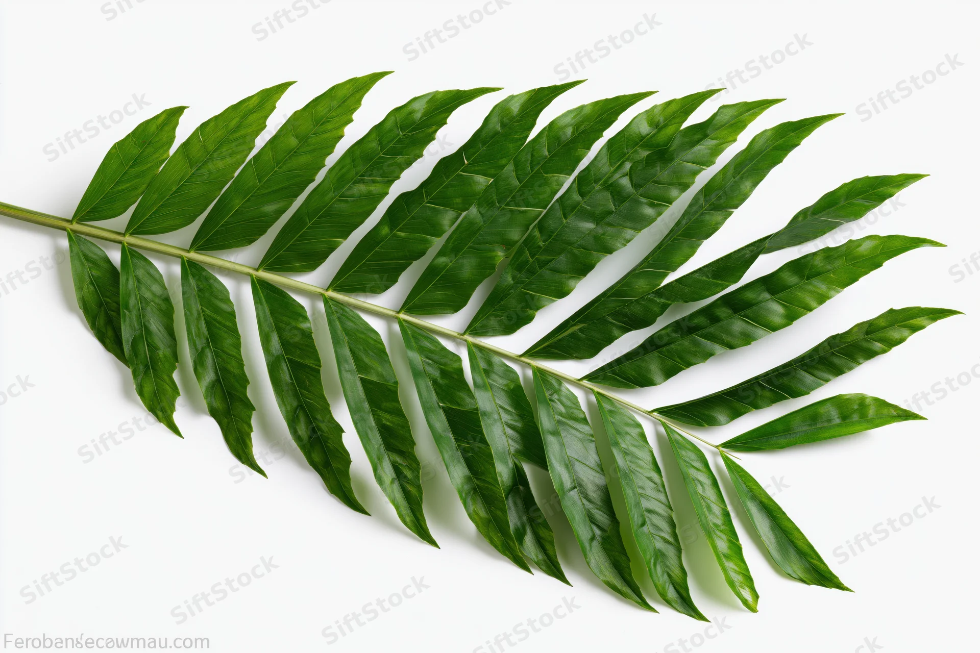 Tropical palm frond laid flat on white background