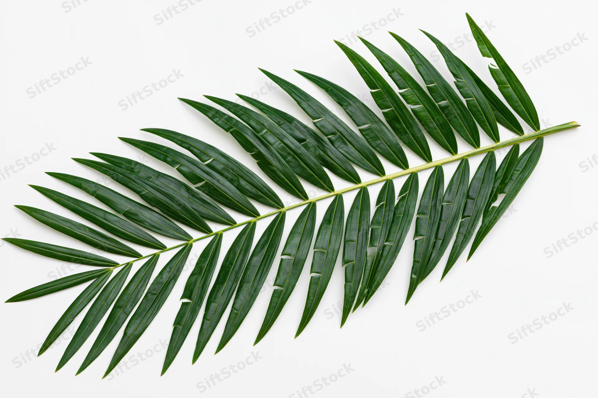 Single tropical palm frond laid flat on white background