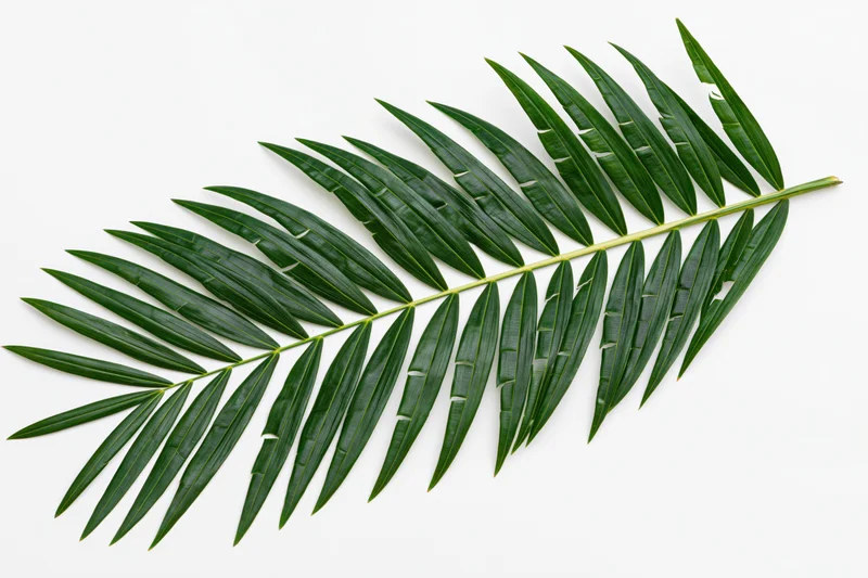 Single tropical palm frond laid flat on white background