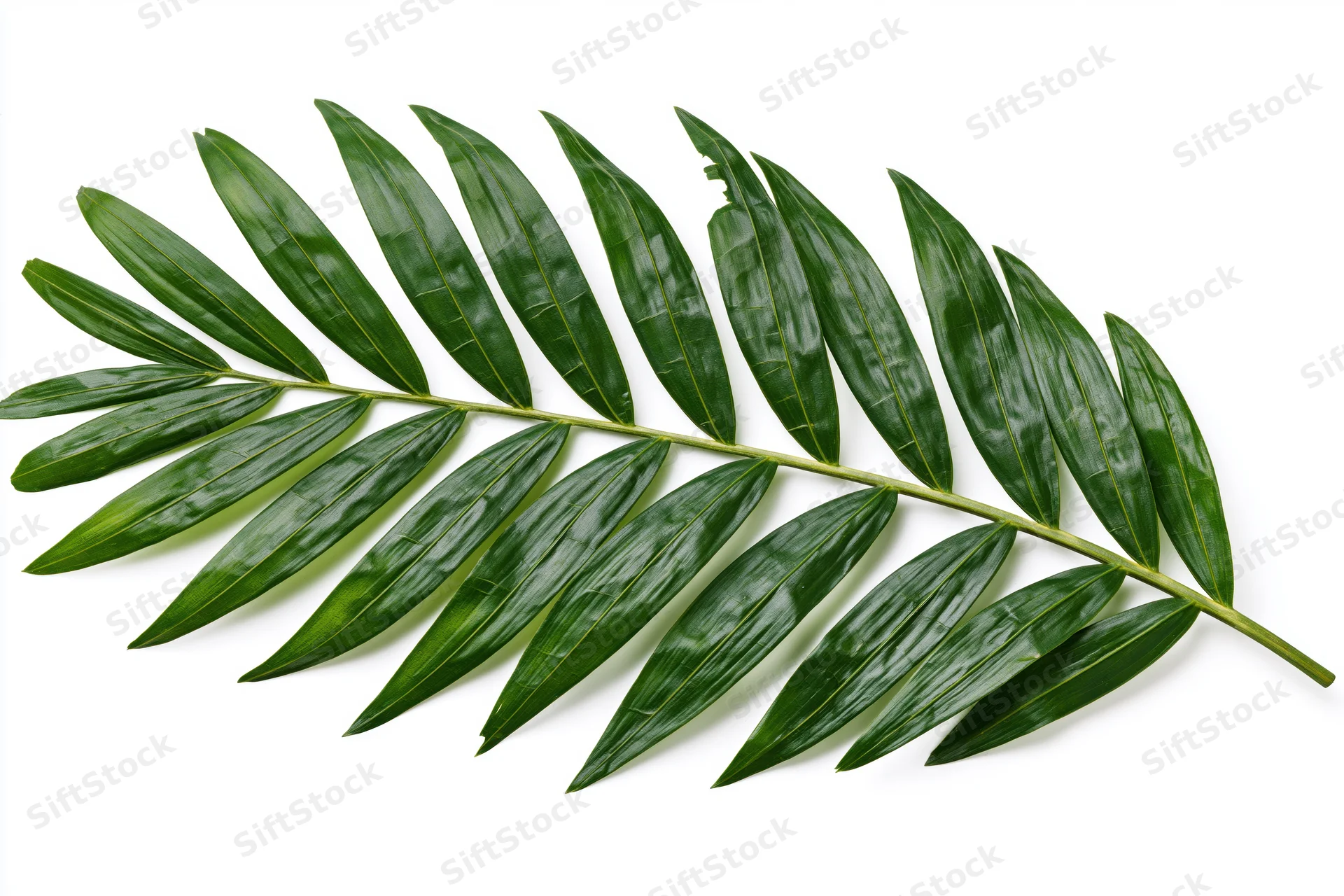 Single tropical palm frond laid flat on white background