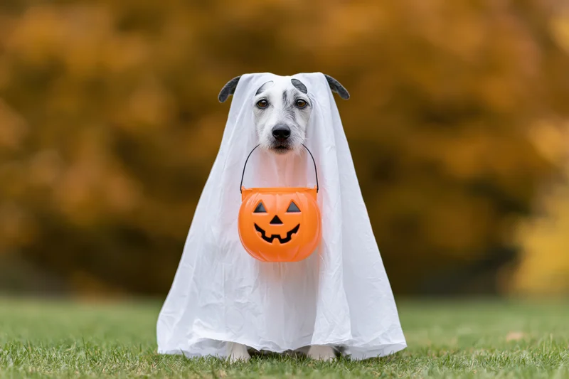 Dog in ghost costume holding pumpkin bucket on grassy lawn