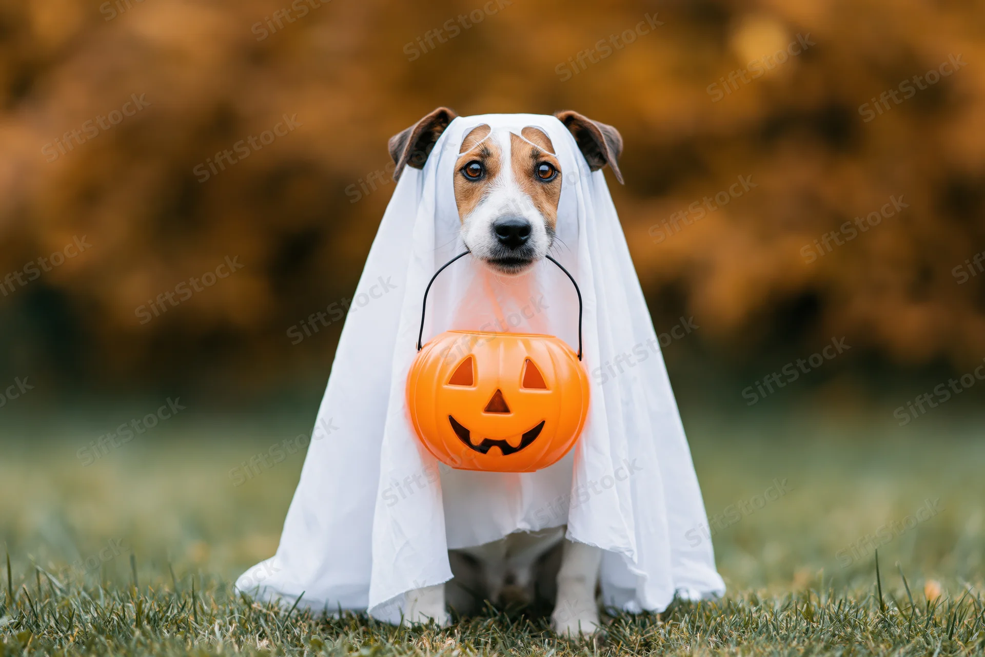 Small dog in white ghost costume holding orange jack-o-lantern bucket on grass