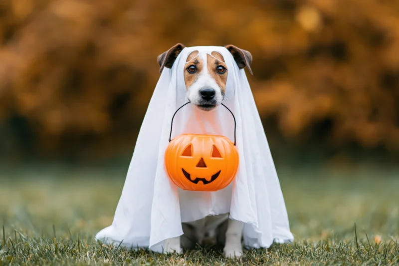 Small dog in white ghost costume holding orange jack-o-lantern bucket on grass