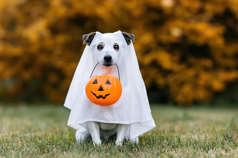 Small dog in white ghost costume sitting on grass holding orange jack-o-lantern bucket