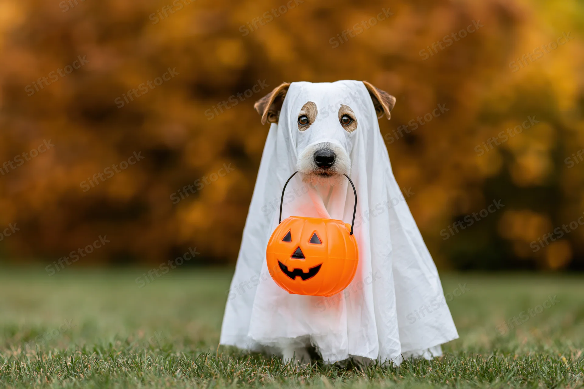 Small dog in white ghost costume holding orange jack-o-lantern bucket on grassy field in autumn