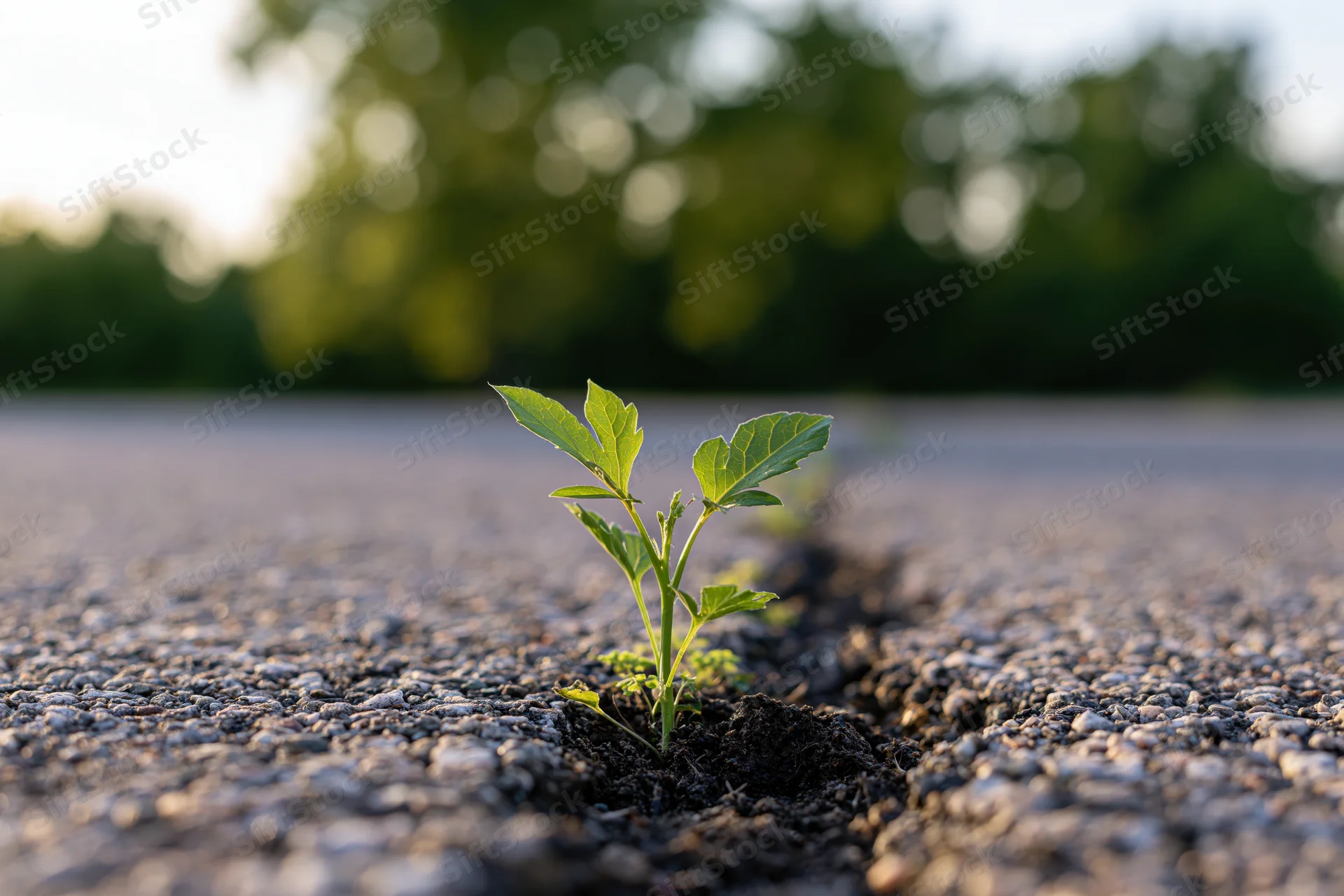 Small green seedling growing through a crack in asphalt pavement outdoors