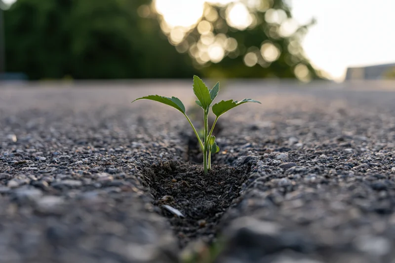 Small green seedling growing through crack in asphalt pavement outdoors