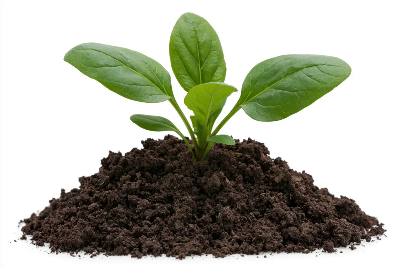 Small green seedling with broad oval leaves growing upright from a mound of dark soil on white background