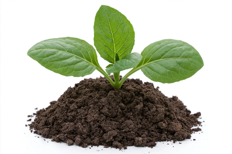 Small green seedling with broad oval leaves growing from a mound of soil on white background