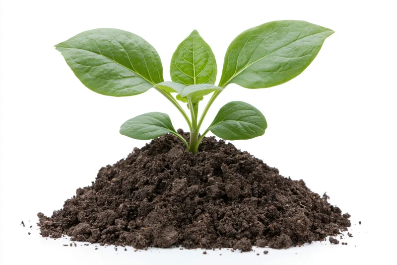 Small green seedling with broad oval leaves growing upright from a mound of soil on white background