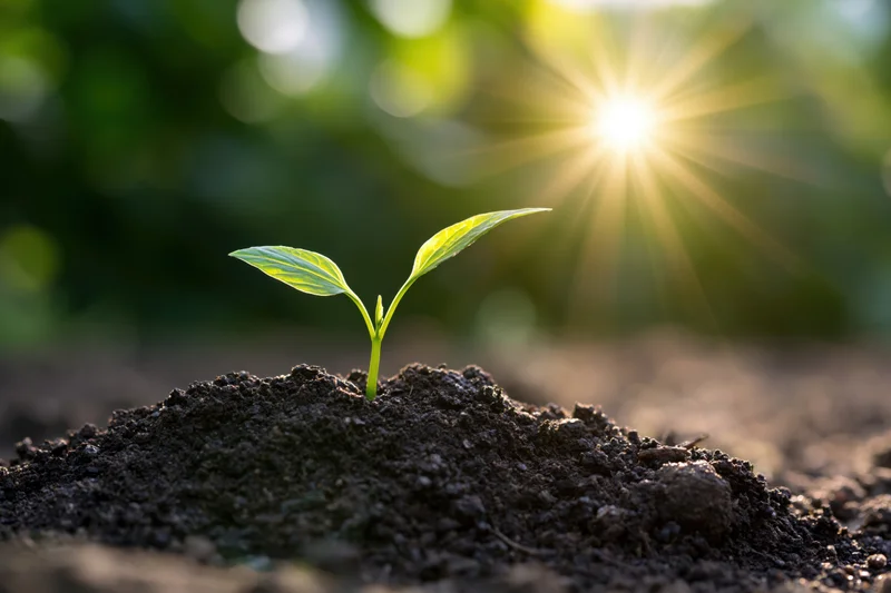 Small green seedling emerging from soil with sunlight shining behind it