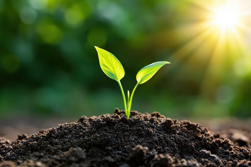 Small green seedling emerging from soil with sunlight behind it