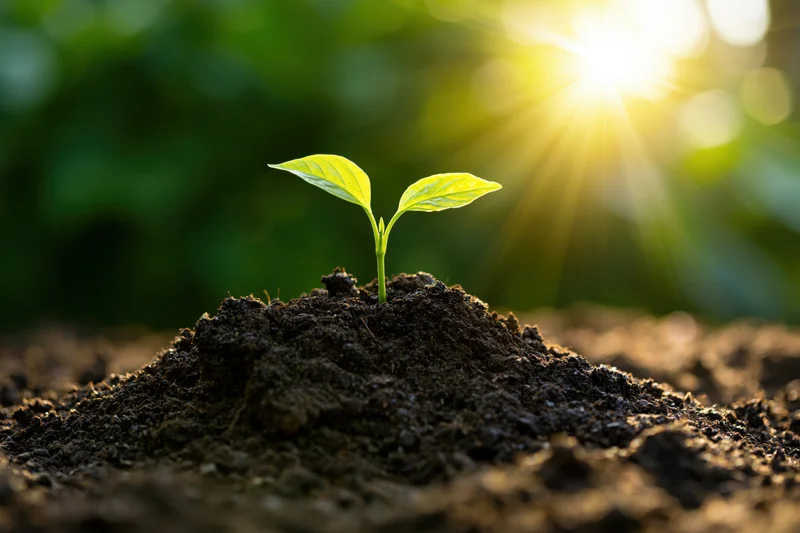 Small green seedling emerging from soil with sunlight in background