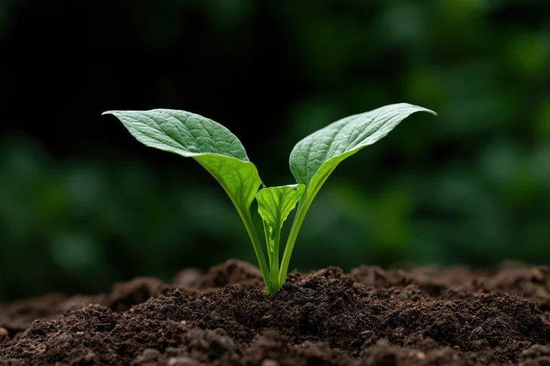 Small green seedling emerging from dark soil in a garden setting