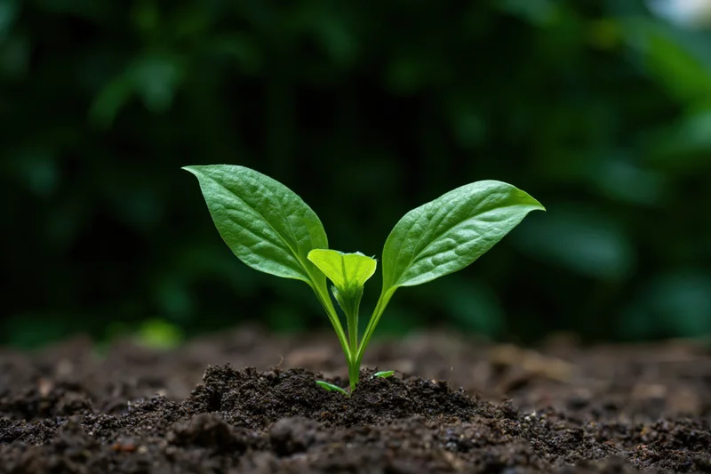 Small green seedling emerging from dark soil in a garden setting