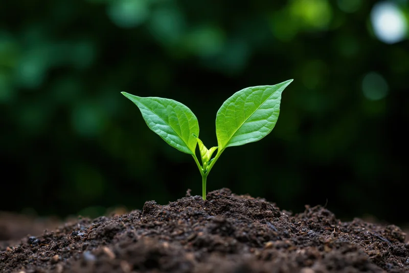 Small green seedling with two broad leaves emerging from dark soil in a natural setting