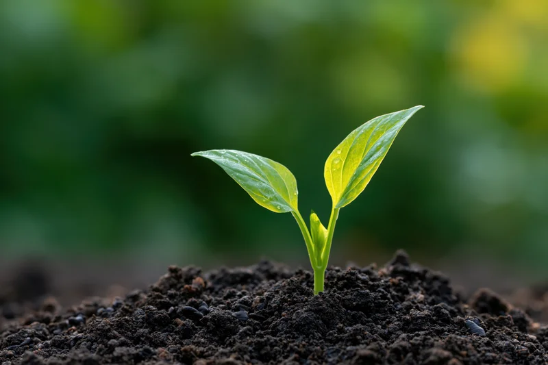 Small green seedling with two leaves emerging from dark soil in a garden setting