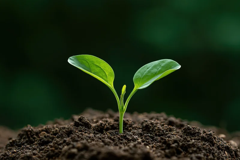 Small green seedling sprouting from dark soil with two oval leaves