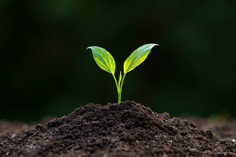 Small green seedling sprouting from dark soil mound in natural setting