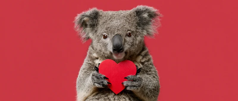 Koala holding red heart against red background