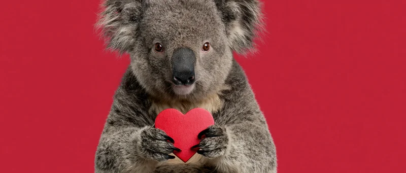 Koala holding a red heart against a red background