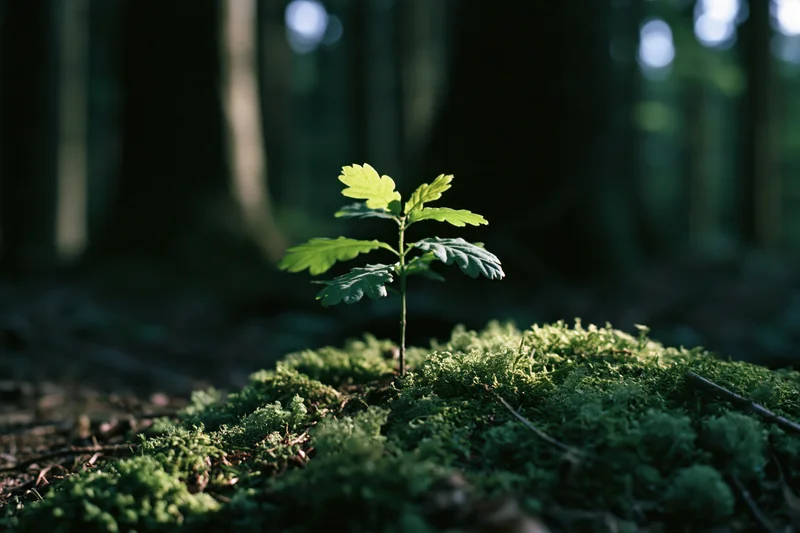 Small oak seedling sprouting from moss-covered forest floor in dappled sunlight