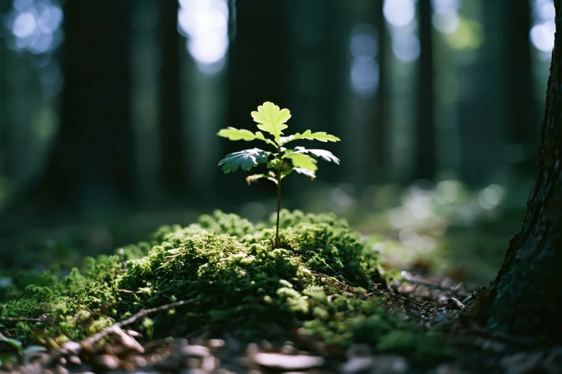 Small oak seedling sprouting from moss in a sunlit forest floor