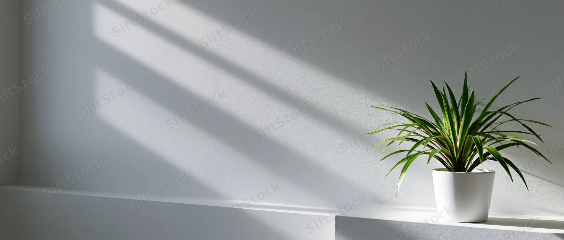Small potted dracaena plant on white shelf with sunlight casting striped shadows on wall