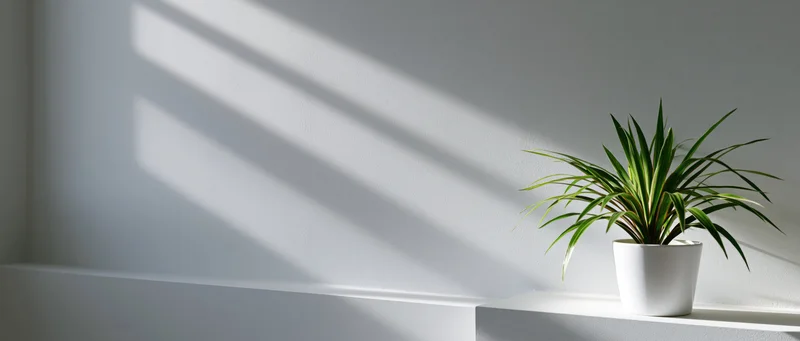 Small potted dracaena plant on white shelf with sunlight casting striped shadows on wall