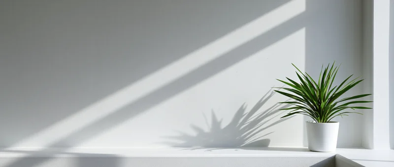 Small potted dracaena plant on white shelf with sunlight casting shadows indoors