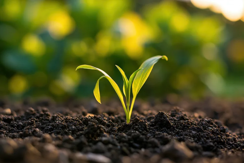 Small green seedling emerging from dark soil in a garden setting