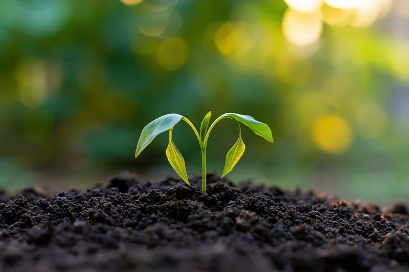 Small seedling emerging from dark soil with blurred green foliage in background