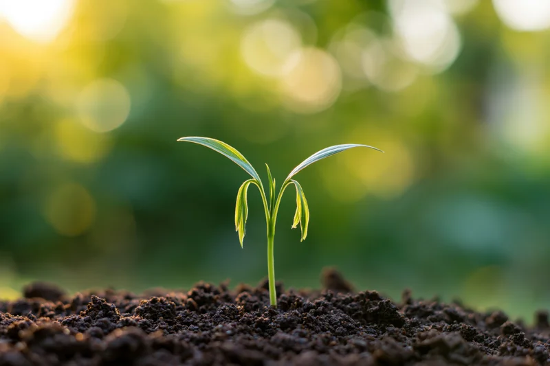 Small seedling emerging from dark soil with blurred green foliage in background