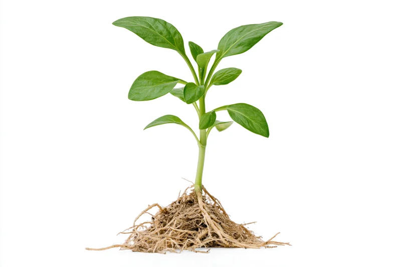Small seedling with exposed fibrous roots held upright on white background