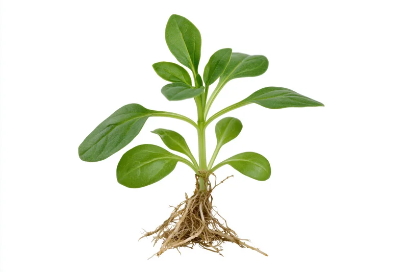 Small seedling with exposed fibrous roots held upright against white background