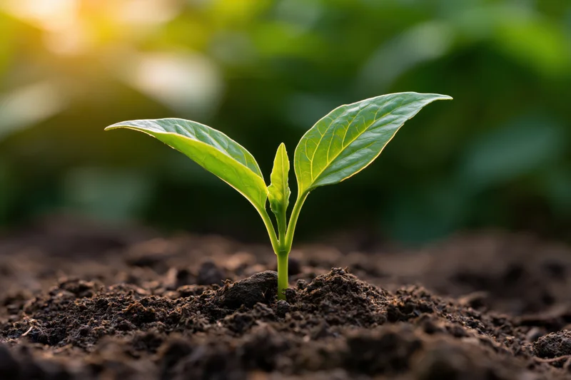 Small green seedling sprouting from dark soil in a garden setting